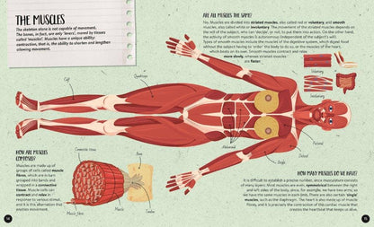 Sassi What How and Why The Human Body Book and Poster